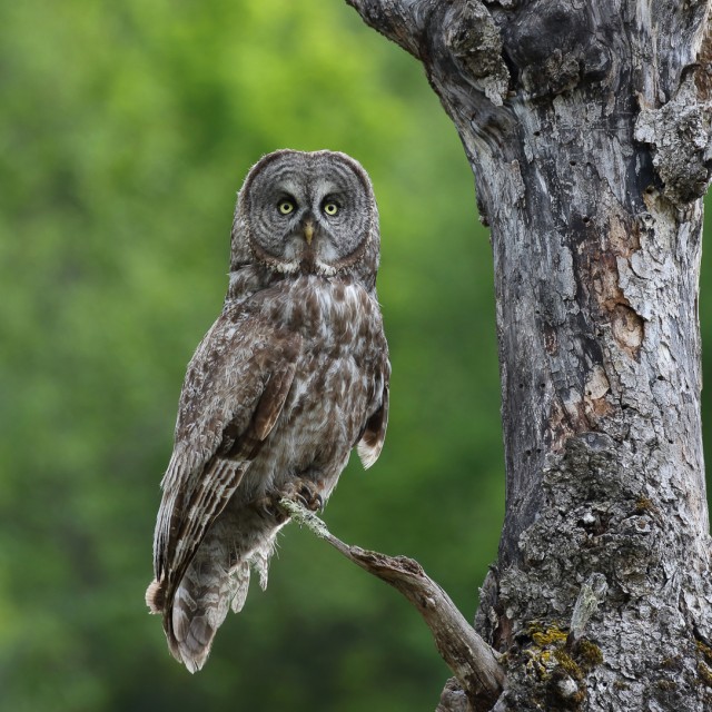Great Gray Owl