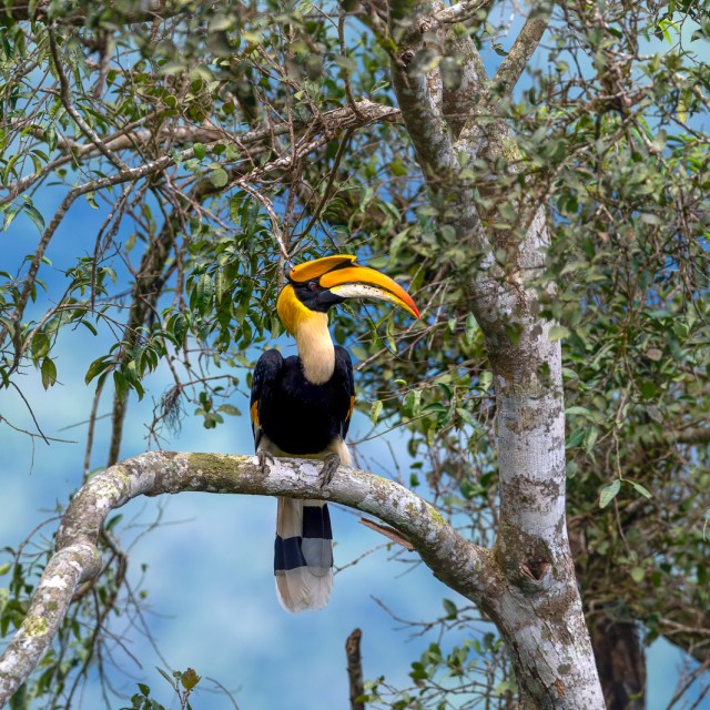 Great Hornbill