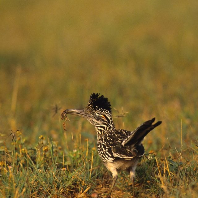Greater Roadrunner