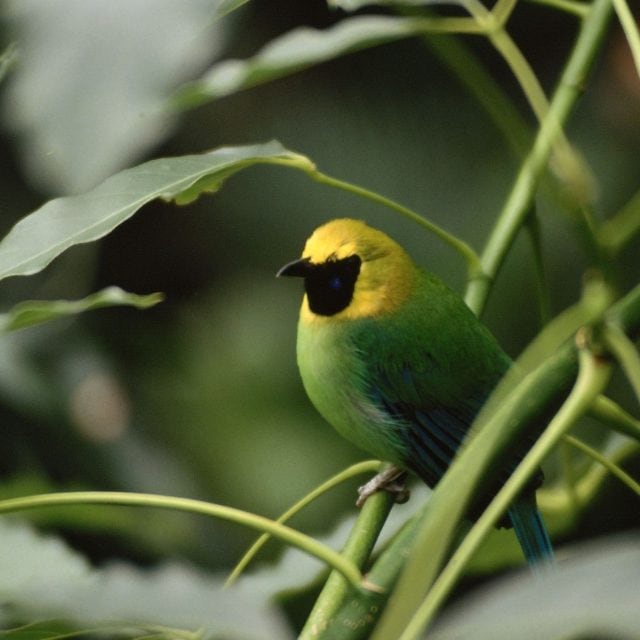 Green Iora