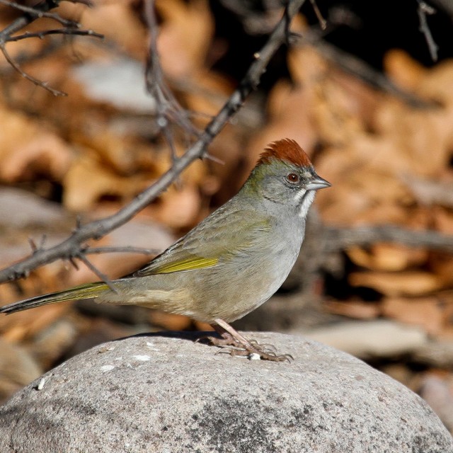 Green-tailed Towhee
