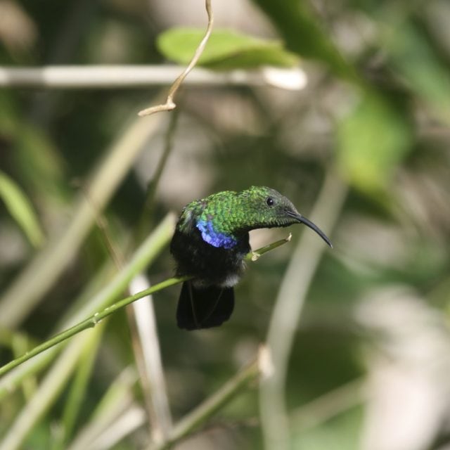 Green-throated Carib