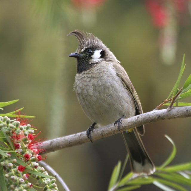 Himalayan Bulbul