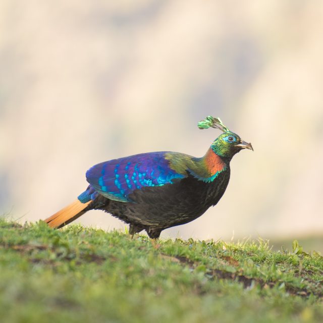 Himalayan Monal