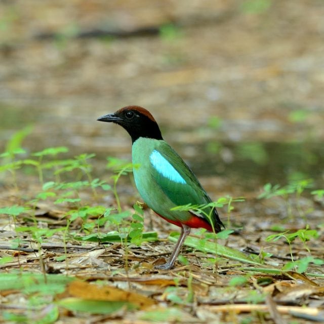 Hooded Pitta