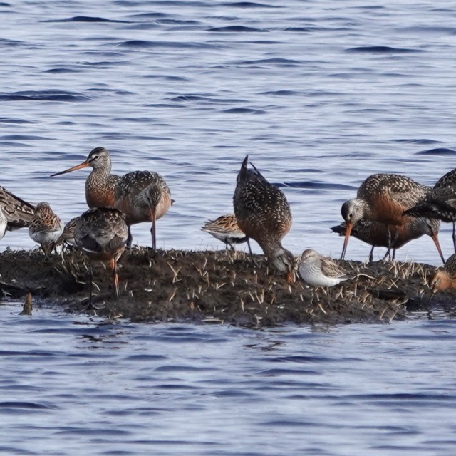 Hudsonian Godwits