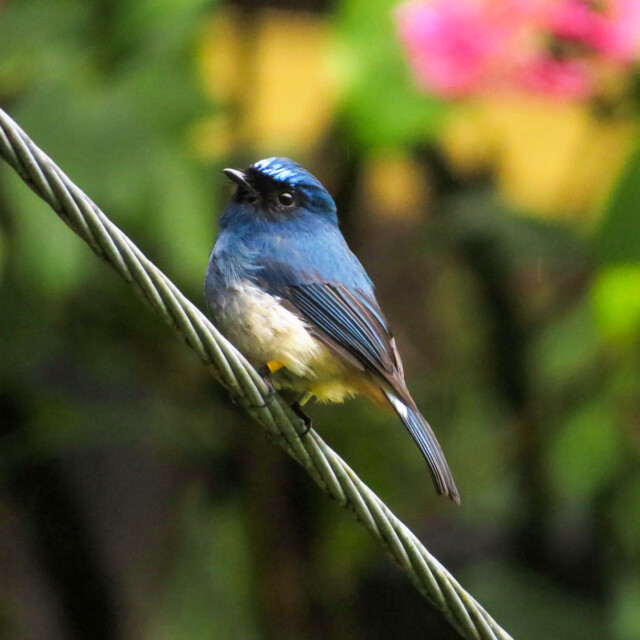 Indigo Flycatcher, Borneo