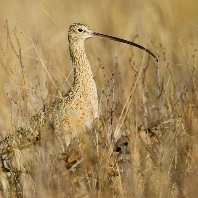 Long-billed Curlew