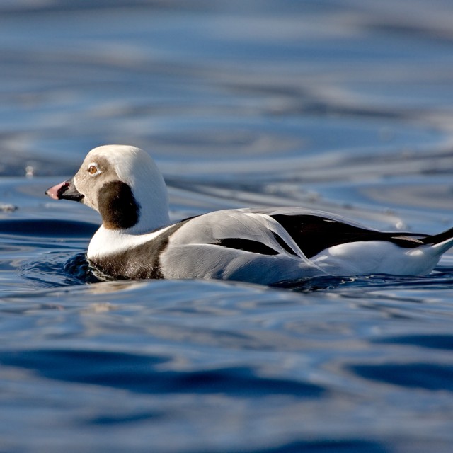 Long-tailed Duck, Male