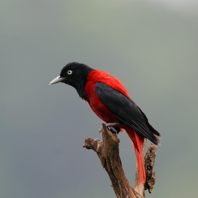 Maroon Oriole