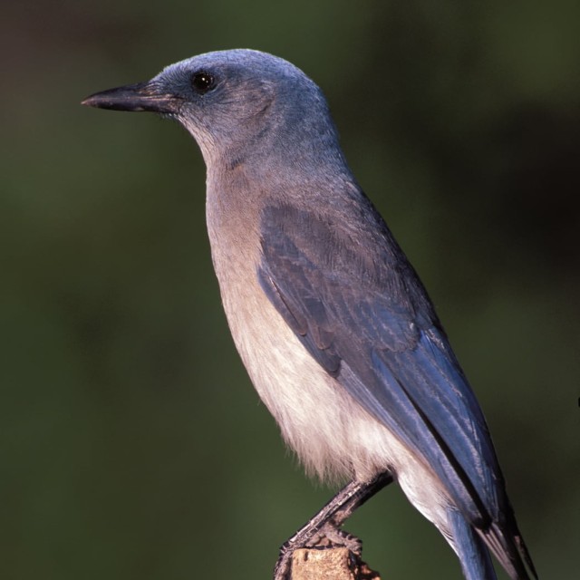 Mexican Jay