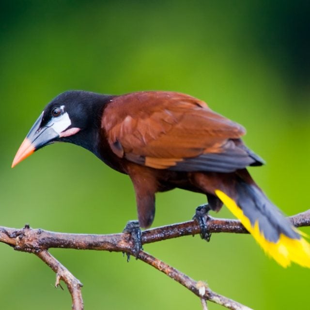 Montezuma Oropendula