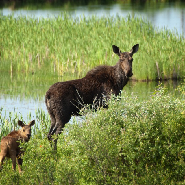 Moose and Calf