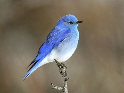 Alberta Birds & Dinosaurs