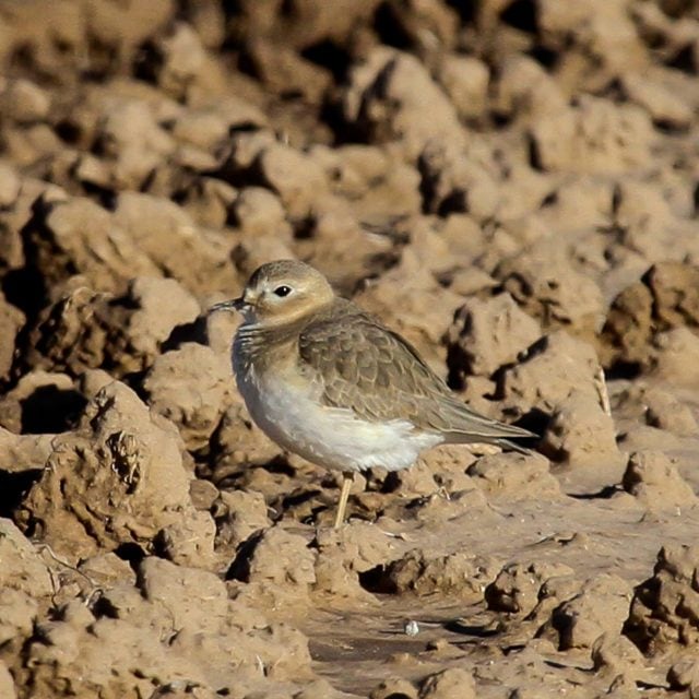 Mountain Plover