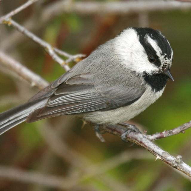 Mountain Chickadee