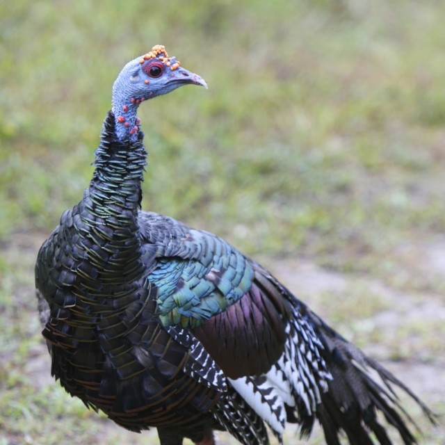 Ocellated Turkey