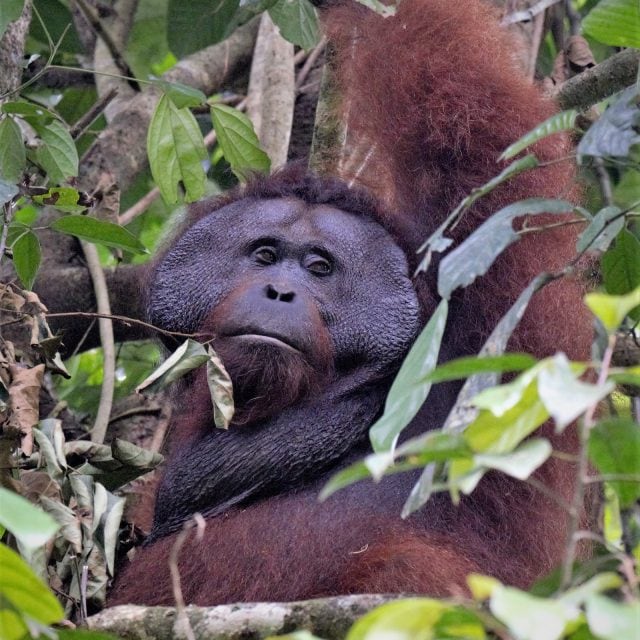 Orangutan