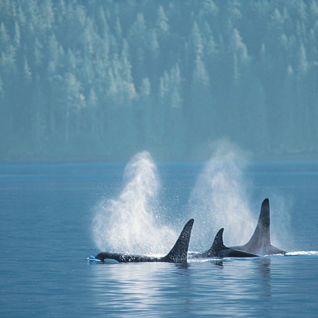 Orcas
