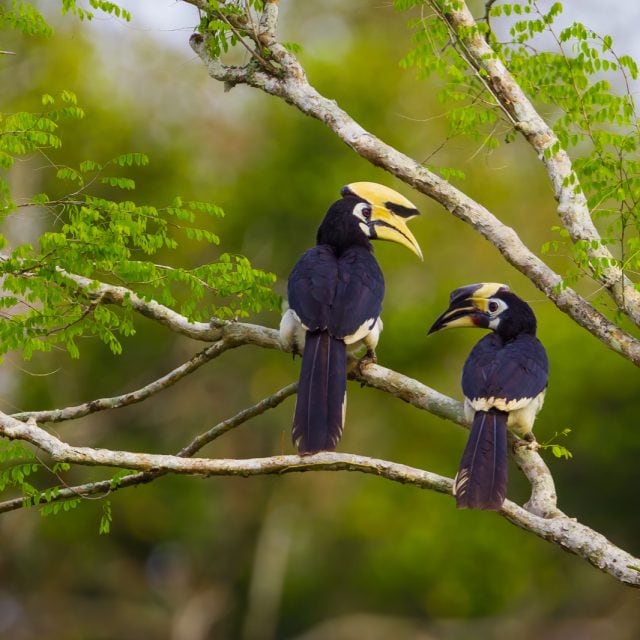 Oriental-pied Hornbill