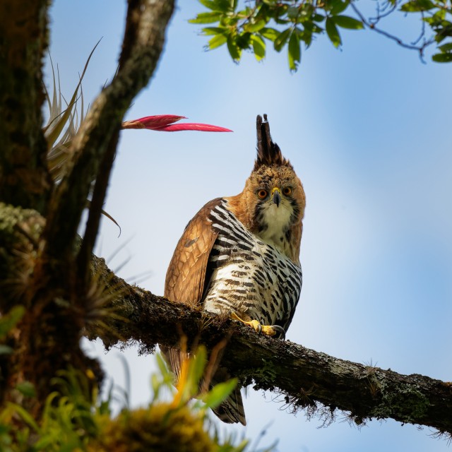 Ornate Hawk-Eagle