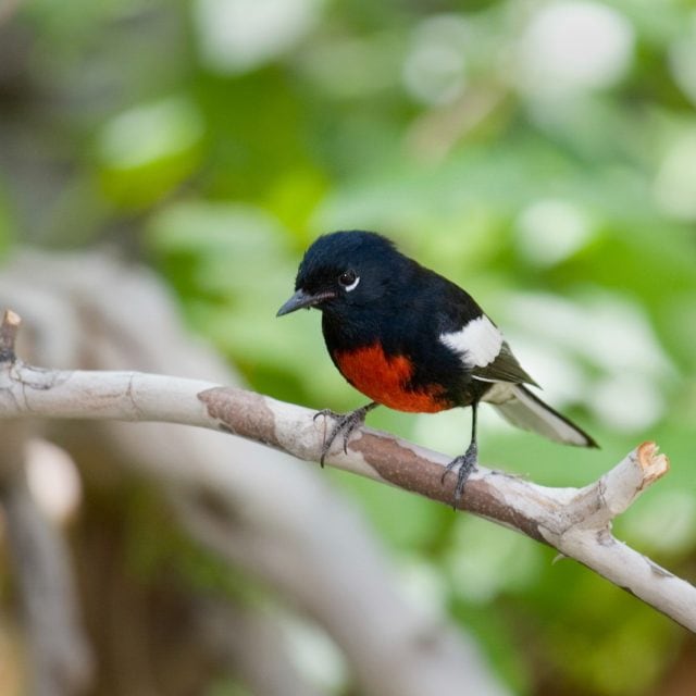 Painted Redstart