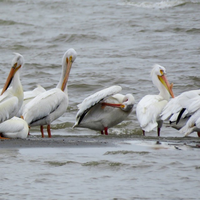 American White Pelicans