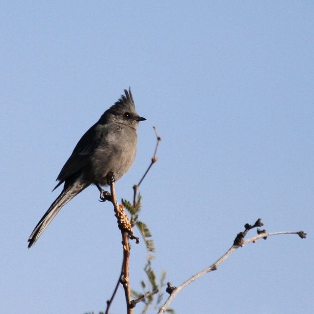 Phainopepla