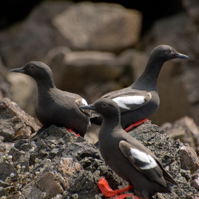 Pigeon Guillemots