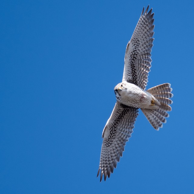 Prairie Falcon