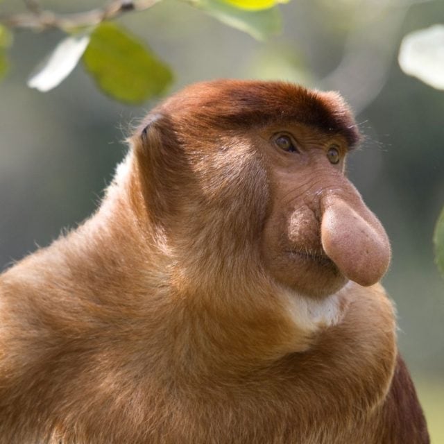 Proboscis monkey