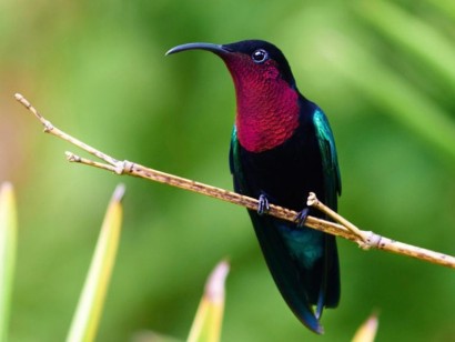 Best of the Lesser Antilles