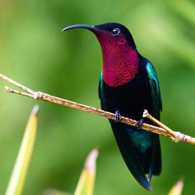 Purple-throated Carib