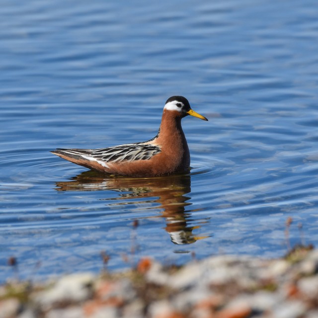Red Phalarope