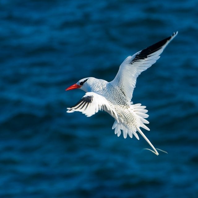 Red-billed Tropicbird