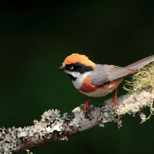 Red-headed Tit