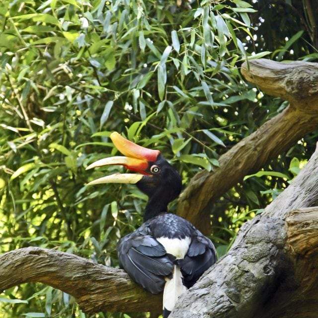 Rhinoceros Hornbill