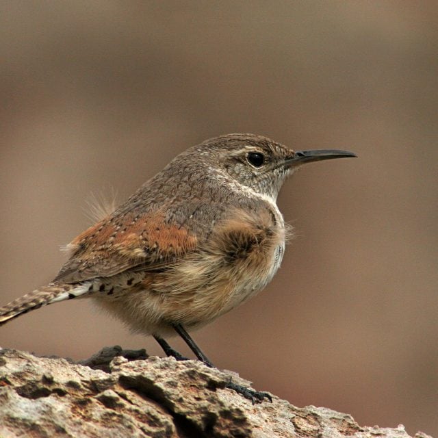 Rock Wren