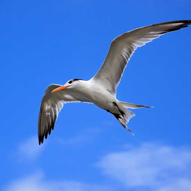 Royal Tern