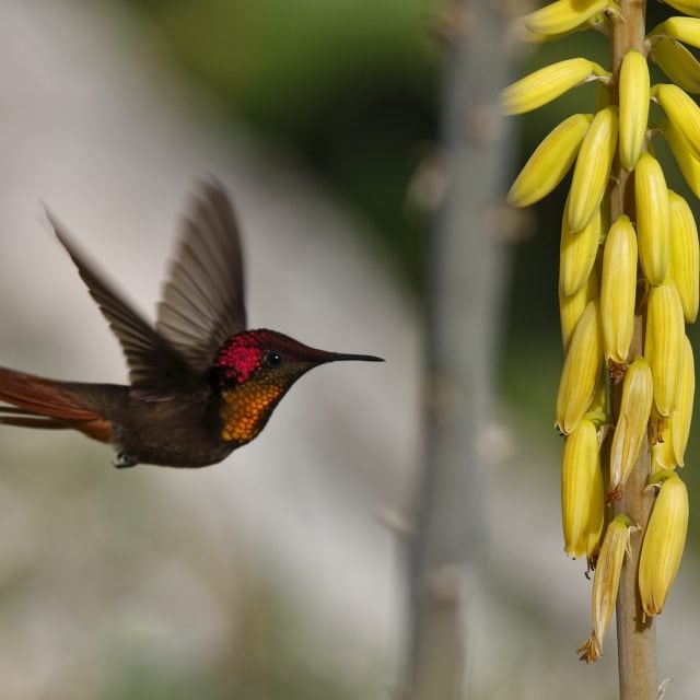 Ruby Topaz Hummingbird