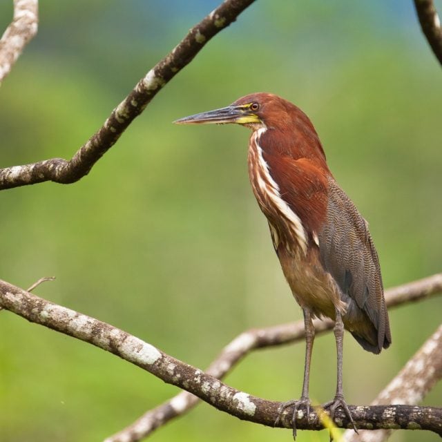 Rufescent Tiger-Heron
