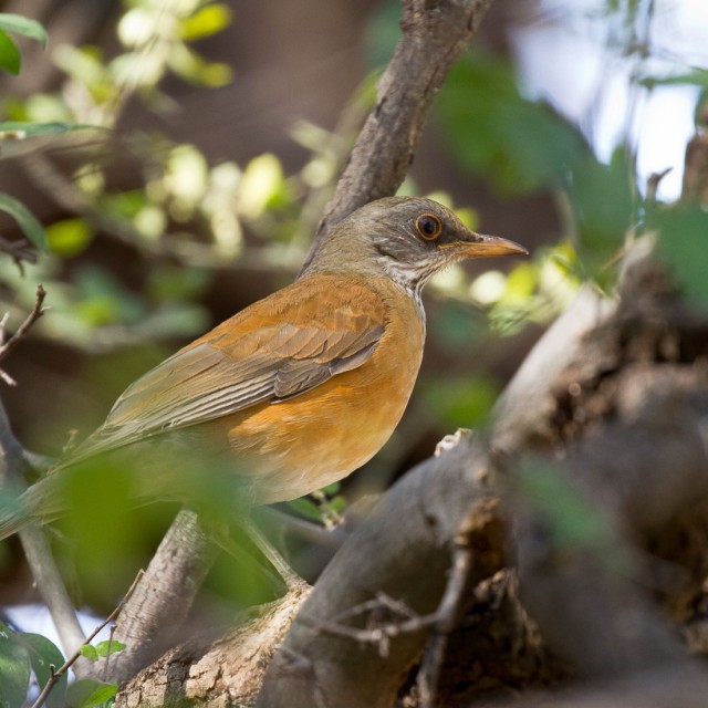 Rufous-backed Robin