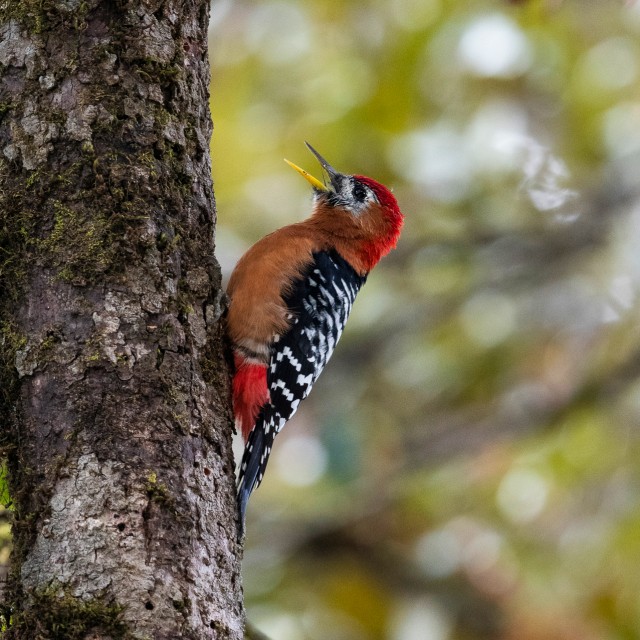 Rufous-bellied Woodpecker