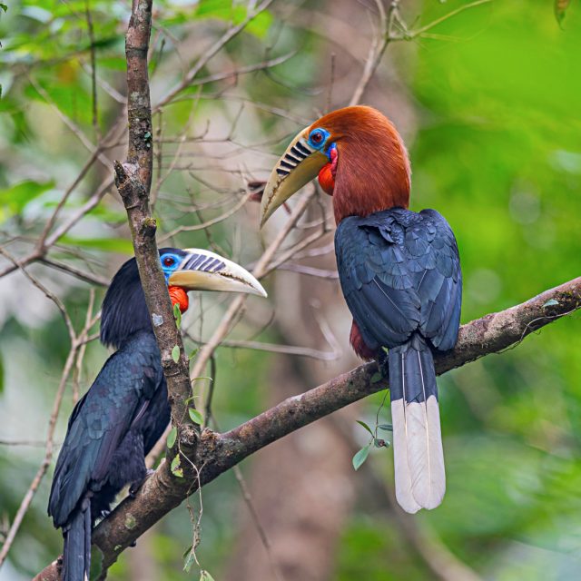 Rufous-necked Hornbill