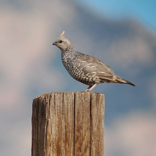 Scaled Quail