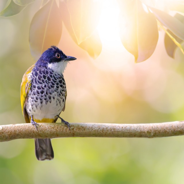Scaly-breasted Bulbul (Pycnonotus squamatus)
