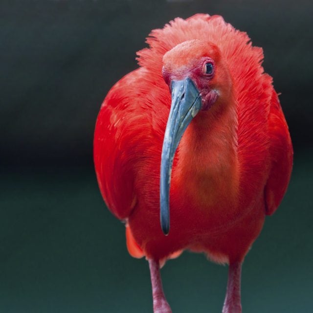 Scarlet Ibis