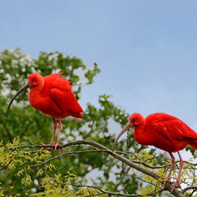 Scarlet Ibis