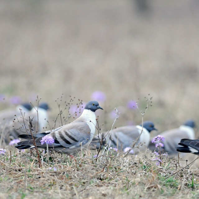 Snow Pigeons