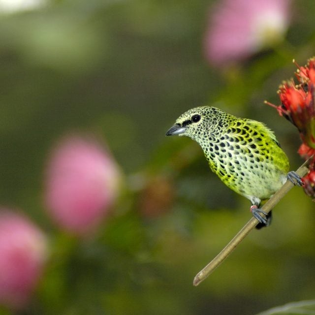 Speckled Tanager